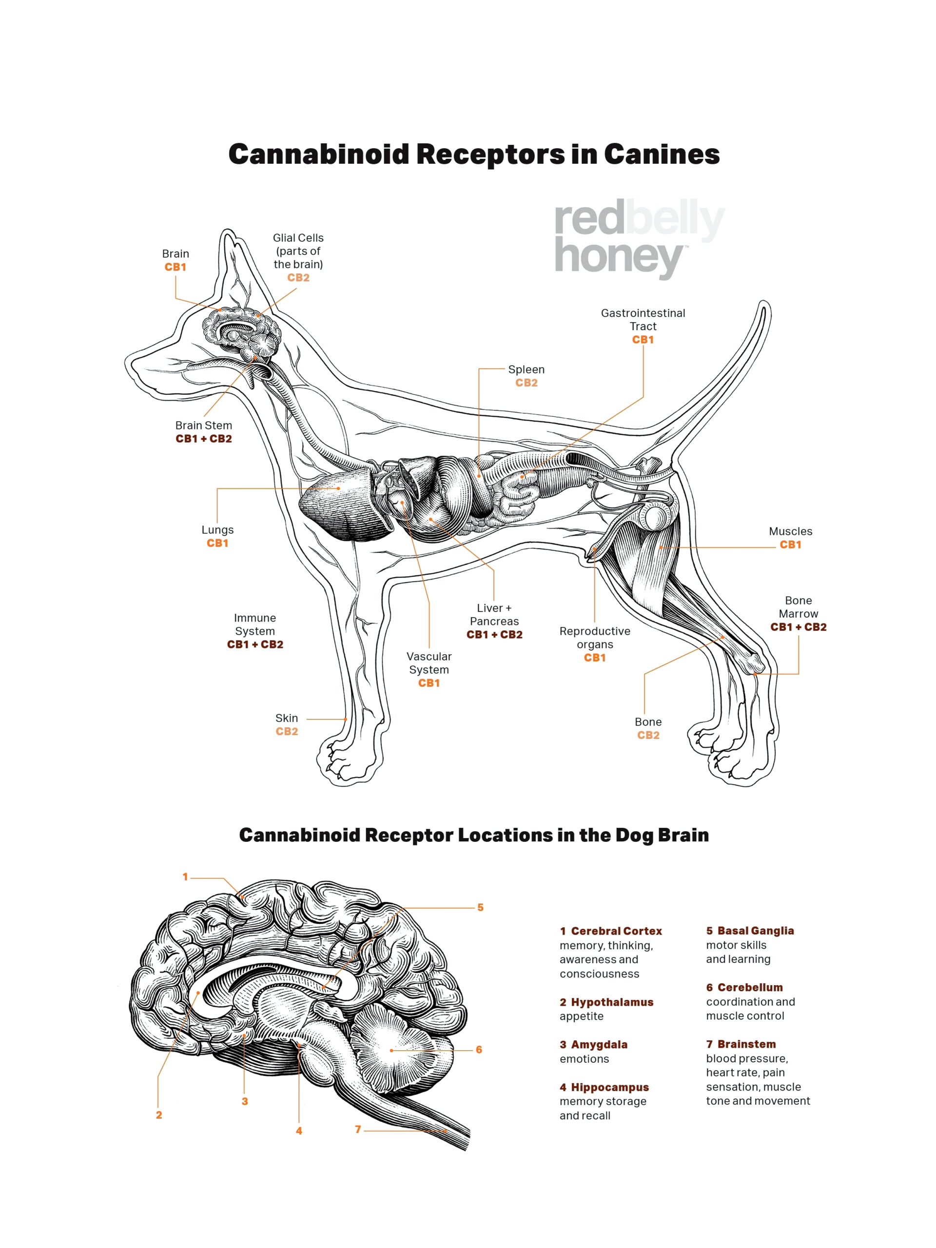 Cannabinoid Receptors in Canines