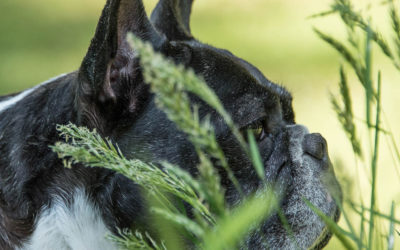 CBD shows promise for pets with gastrointestinal conditions