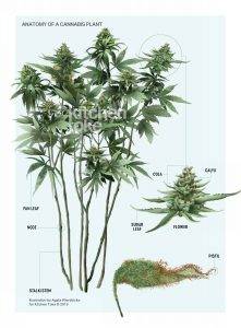 Anatomy of a Cannabis Plant Diagram from Kitchen Toke