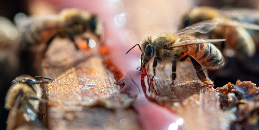 Bees feed on hemp nectar