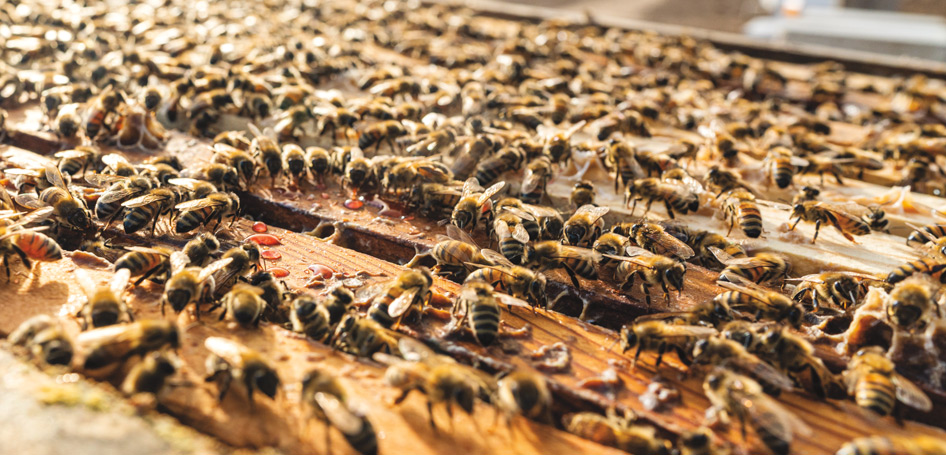 Kitchen Toke Honey Beekeepers Hive